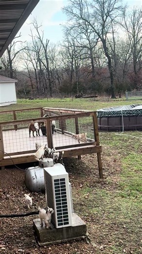 Goat world 🌎 champions