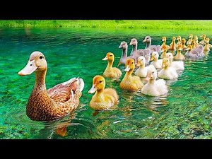 Your Stress Won’t Survive These Peaceful Ducks 🦆 Gentle Music for Anxiety Relief & Better Sleep