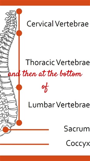Vertebral Column (Spine) | Major Bones #anatomy #physiology