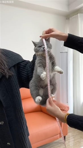 Owner Builds a Dream Aquarium for Her Cat 🥰🐠