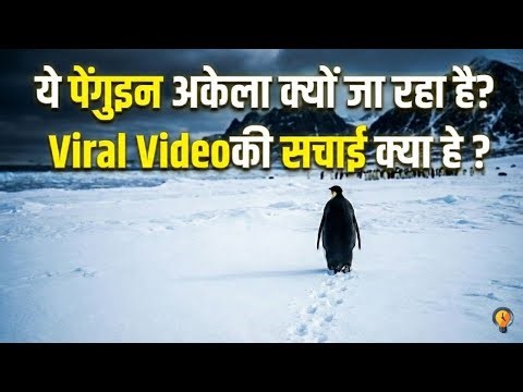 This Penguin Walked Away From Its Colony… Scientists Were Shocked | Viral video | Gyaan in 5 Minutes