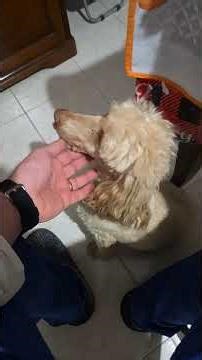 Ci rilassiamo dopo cena con Ginger in questo giovedì sera 06 11 2025