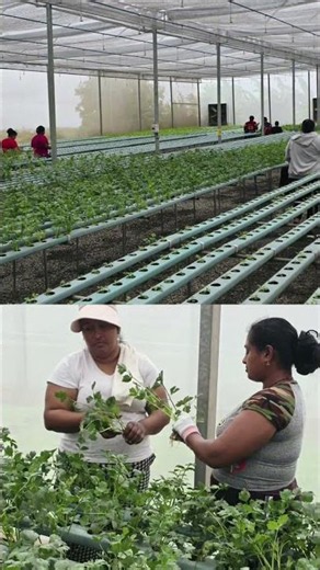 (WIIN) Climate Smart Agriculture training with NAREI in Region Five