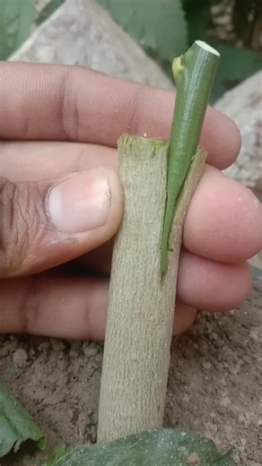 LEMON Plant Grafting Made Easy With Simple Ideas For Successful Results