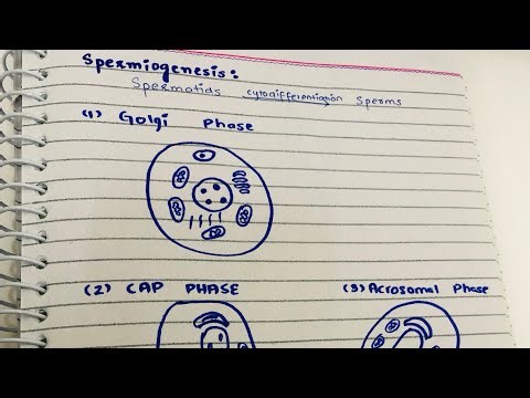Spermiogenesis