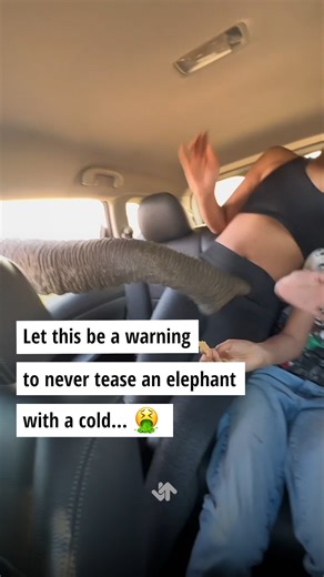 29K views · 94 reactions | Funny elephant fail  #safari #animals #viral #fails | Ranker | Facebook