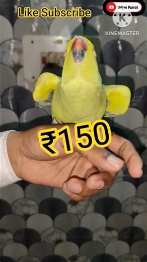 Taming Parrot Available ₹150 only #parrotlovers #nonstoptalkingparrot #parrot #talkingparot #birds