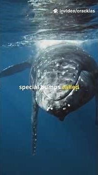 Humpback whale | Species in News |