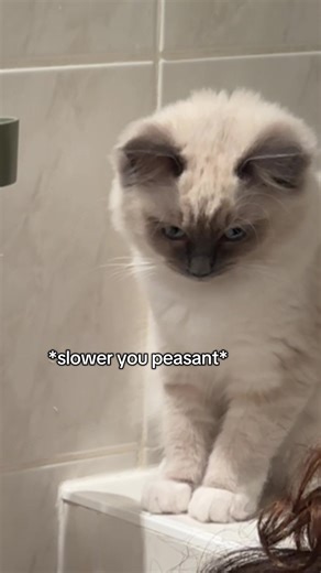 My Ragdoll Cat: The Boss of the House