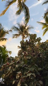 1.3K views · 1.2K reactions | Oh Maui … maui sunset tonight at Keawakapu Beach … #maui #sunset #mauisunset | A Maui Blog | Facebook