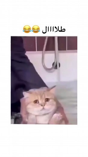 🌟Awsome Cats🌟 on Instagram: "Towel laoo😂😂😂 Hey friends follow 👉 for more fun and entertainment 😜😝 Follow 👉 Pinterest Subscribe to our you tube channel 👉 Link in bio👆👆 #cats #catlovers #catlifestylechile #catsofinstagram #catsoinsta #catlifeisgood #catsofworld #catloversclub"