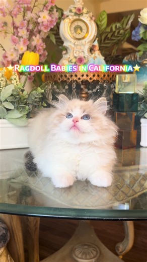 All you need to make your life better is a Ragdoll 💝 #ragdollkitten #southerncalifornia #orangecounty #losangeles #temecula