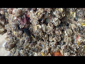 ASMR Boat Clean – Satisfying Barnacle Removal | No Talking (294)