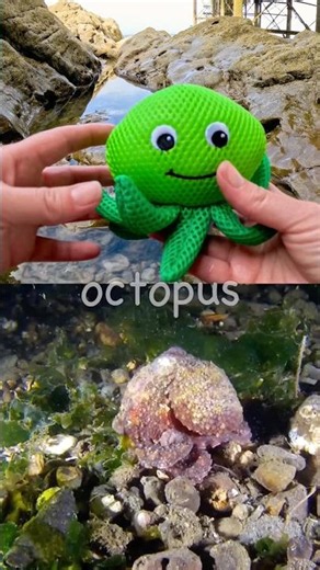 Sea Animal Names for Kids | Toy Learning Fun at the Rock Pool: Pufferfish Octopus Starfish Lionfish
