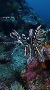 2.7K views · 173 reactions | Crinoids (Feather stars) Crinoids are marine animals that make up the class Crinoidea, one of the classes of the phylum Echinodermata, which also includes the starfish, brittle stars, sea urchins and sea cucumbers. Location: Raja Ampat, West Papua. Filmed by Marcelo Johan Ogata #bugdreamer #crinoid #starfish #wildlife #animals #wildaware | WildAware | Facebook