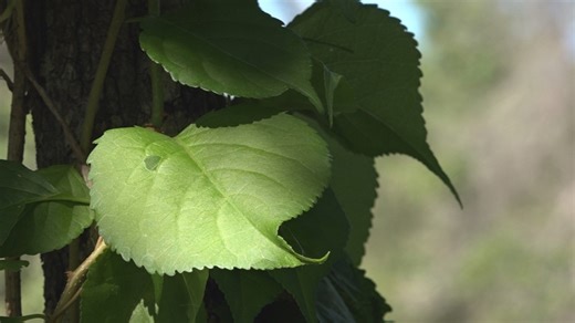 This invasive, fast-growing vine could pose a major threat to Maine's forests