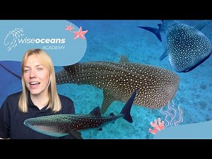 Species Spotlight: Whale sharks - Marine Biology for Kids