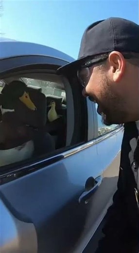 Duck Driver, Ducklings in Backseat