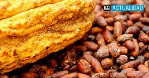 El cacao que mueve la economía, provincias con mayor producción en Ecuador