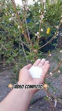 🍍🍋Fertilizer for peach fruit set🥑🍓 #peach #fertilizer #agriculture #agrocoyote4