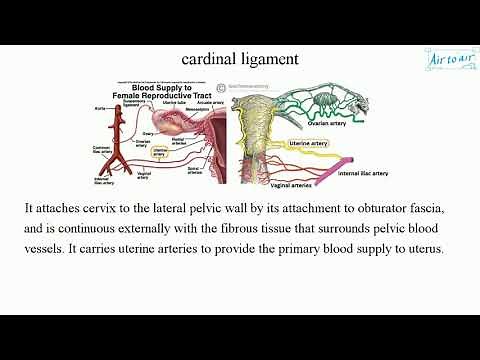 cardinal ligament