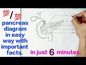 pancreas diagram || easy way to draw pancreas diagram || how to dra pancreas diagram