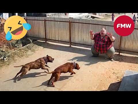 Try Not To Laugh 🤣 Top 100 Funniest Videos Ever 😂 | Funny Videos Compilation 2026 #118