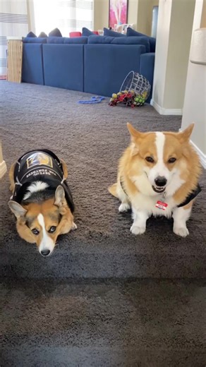 Best friends ready to cuddle and play! 🐶❤️ Let the adventures begin! #DogFriends #CuddleTime #PetLove | Kiera Adams