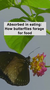 Butterflies have a strong focus when eating. Once their long mouthparts detect the nectar, they mobilize their entire body for eating, becoming completely absorbed in their meal. #AnimalAdventure For more: https://english.cctv.com/ | CCTV