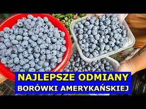 Najlepsze Odmiany Borówki amerykańskiej. Polecane Odmiany Duże Owoce, Sadzonki Borówek, Kiedy Sadzić