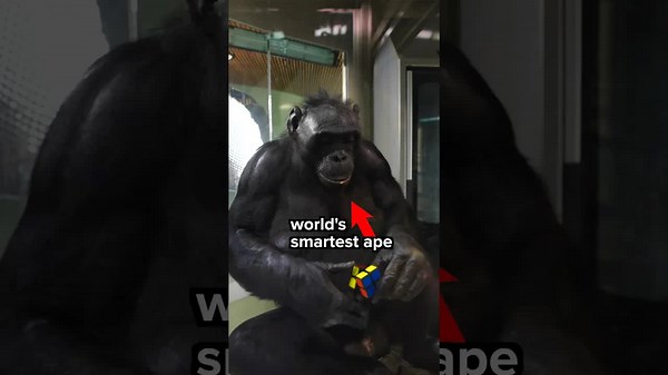 Ape solves Rubik's Cube, taught the world's smartest ape