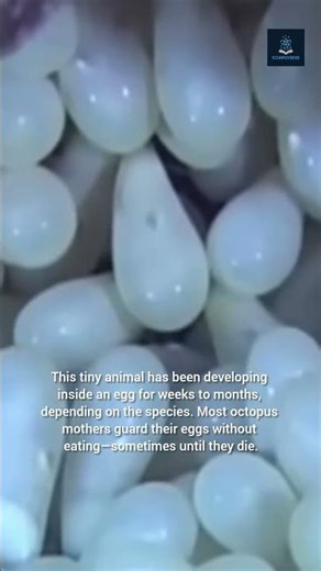 The Moment an Octopus Hatches: Inside a Cephalopod’s First Seconds of Life!