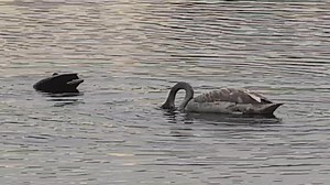 This is what Realism in Motion Decoys looks like. Duck Creek Decoy Works - Flashback 2 's | Steve Carter