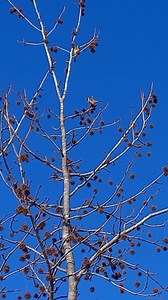 146K views · 3.3K reactions | Goldfinch singing in nature ❤️ #goldfinch #hunting #nature #jilguero #chardonnermajor #cardueliscarduelis #goldfinches #freedom #pertator #birds #cage #breeding #Morocco #Algeria | Wild Bird Beauty | Facebook