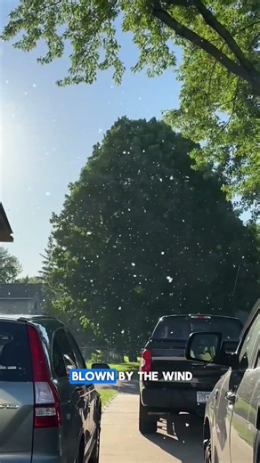 Why Dandelion Fluff Burns Quickly and Disappears