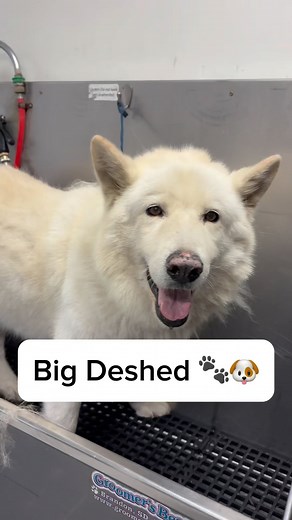 Kyle Hinshaw on Instagram: "Bolt had a thicc coat 🐾🐶 #husky #huskies #huskiesofinstagram #huskylove #shepherd #doggrooming #dogbath #eqyssgroomingproducts #tutorial"