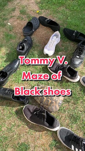 Tommy the Turtle vs Black Shoe: Funny Tortoise Shell Bash