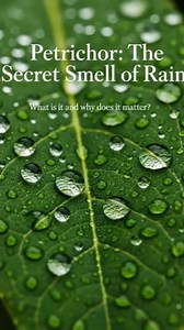 Unveiling Petrichor: The Science Behind the Smell of Rain