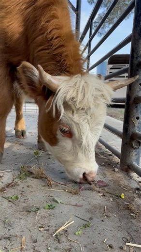 1.8K views · 43 reactions | From our farms to our tables, we are proud to celebrate National Ag Day right here in Norco, CA! 六‍ #happynationalagday #farmtofork #agriculture #ag #ffa | City of Norco - Government | Facebook