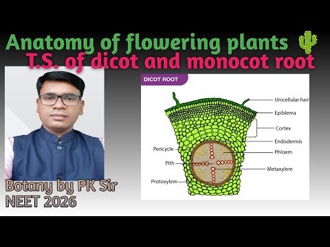 TS of Dicot and Monocot roots.