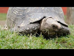 Galapagos Island - Giant Tortoise Eating Sound | 2 hours for study, relax, & sleep