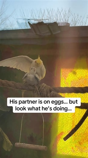 Cockatiel Breeding Behavior Revealed