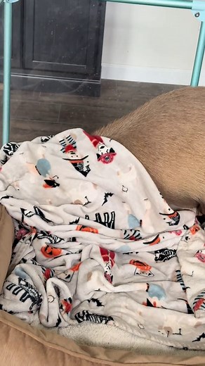 Funny & Adorable Capybara Memes for a Lazy