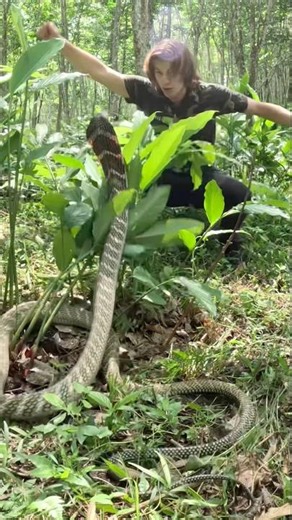 Nearly Bitten By King Cobra