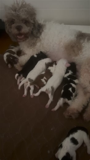 PawfectdoggyDreams on Instagram: "Cockapoo puppies 3 days old update #puppy #puppysofinstagram #cockapoo #cockapoopuppy"
