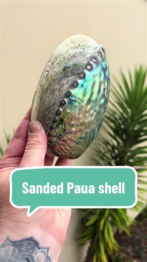 I sanded this paua shell for my next trinket tray batch ✨🐚 #pauashell #shellart #handmadedecor #oceaninspired #satisfying