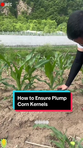 How to Get Plump Corn Kernels: Farming Tips