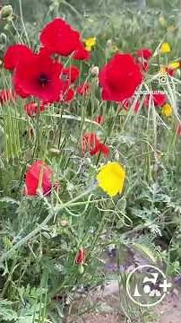Texas wildflowers are blooming across the area. Can you name them all?