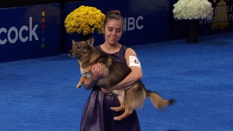 2024 NDS: Swedish Vallhund