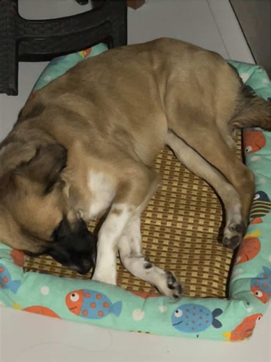 Affordable na, comfy pa! 🐾 Perfect dog bed for your fur baby 💕🛒 #dogbed #petbed #PetEssentials #AffiliatePH #doglife